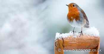 Met Office's answer to 'most asked' question - 'will it be a white Christmas?'