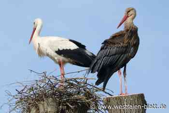 Kurios: Der Weißstorch im dunklen Kleid bei Brakel