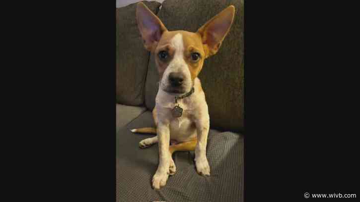 7-month-old Hercules is a 'cuddler' and needs a forever home