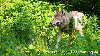 Braunschweig: Anwohner entdeckt Wolf im Garten