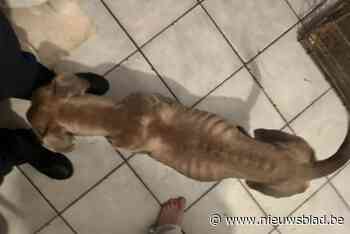 Politie neemt twee ondervoede honden in beslag in Deurne