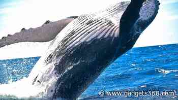 Humpback Whale’s Unprecedented 8,000-Mile Migration Shatters Records