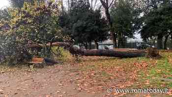 Piazza Mancini: albero caduto nell'area cani