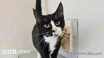 RSPCA reports rise in number of neglected pets