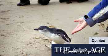 Beware the dangers of St Kilda’s penguin ‘experience’