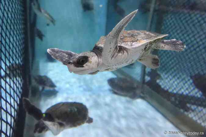 Tiny, endangered sea turtle found on Quebec’s Magdalen Islands for the first time
