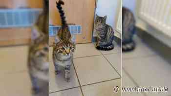 In schlechtem Zustand in Tierklinik gebracht: „Zwei Brüder suchen ein Zuhause“