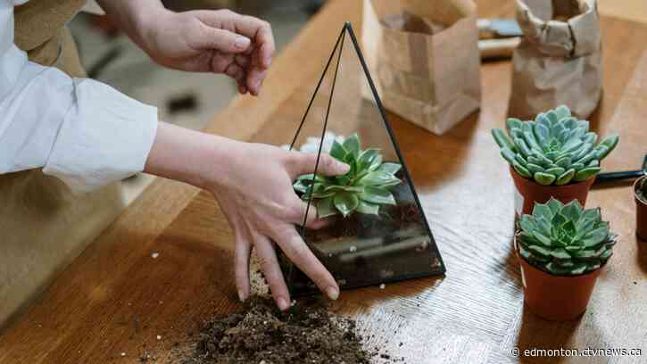 The benefits of indoor plants and how to keep them alive over the winter