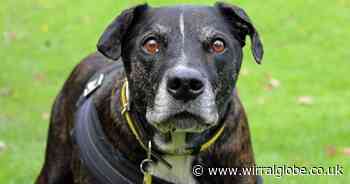 Wirral Globe dog of the week: 'Lovely' Poppy looking for place to rest her paws