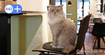 Geschlossener Katzentempel Hannover: Keine Infos über Betreuung der Katzen