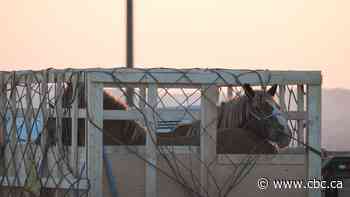 Senators spar over bill banning horse export to Japan, animal advocates fear time is running out