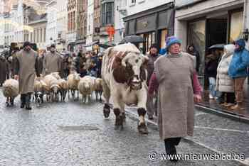 Blikvanger tijdens Sterrenstoet is Medard… een os van 1.100 kg