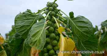 Brussels sprouts to be up to 25% larger this year, says Tesco