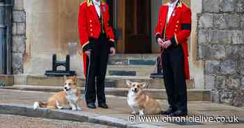 Queen's hilarious note to photographer after 'puppies eat print' sells at auction