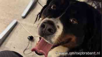 112-nieuws: eigenaar hond gevonden • diefstal uit vrachtwagen langs A2