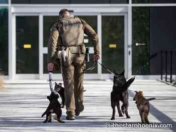 Problems with RCMP police dog program pose ’health and wellness risks’: evaluation