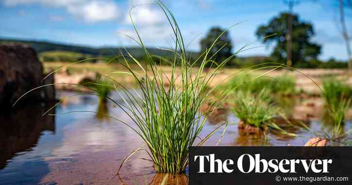 ‘It absolutely took off’: five UK biodiversity success stories