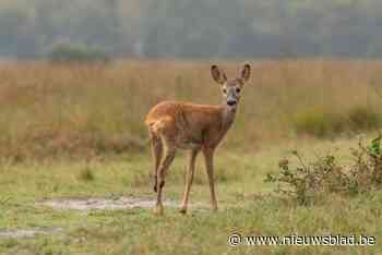 Dubbele pech voor man na botsing met ree: auto perte totale én rijbewijs kwijt
