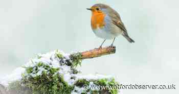 Go wild this Christmas with Hertfordshire charity's festive nature challenge