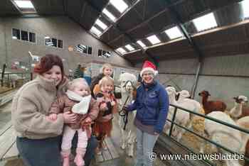 Knuffelen en uit de hand eten: “Ook bij alpaca’s gaat de liefde door de maag”