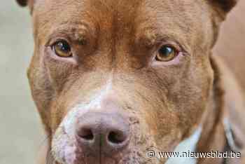 Stafford in beslag genomen na bijtincident: hondje overleeft aanval niet, eigenaar gewond naar ziekenhuis