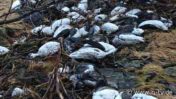 Massensterben in Alaska: Hitzewelle tötet Millionen Seevögel