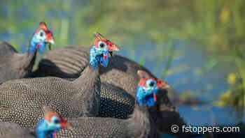 Achieve Prime Lens Results Without the Price Tag