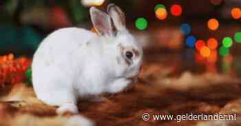 In Nederland kan Flappie al niet naar buiten, maar in het buitenland is het nog slechter