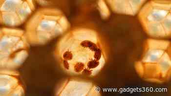 Flesh-Eating Human Parasite Resurfaces in Central America, Raises New Concerns