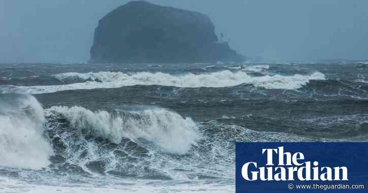 Country diary 1974: A porcine mystery on the Bass Rock