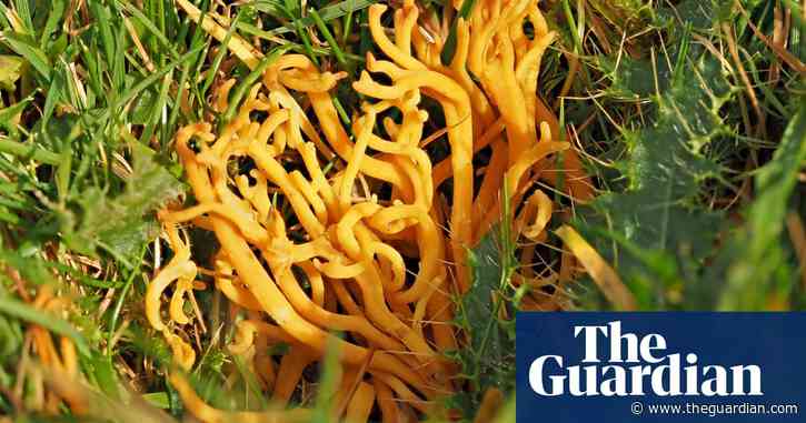 Country diary: Something complicated in the tangled grass | Ed Douglas