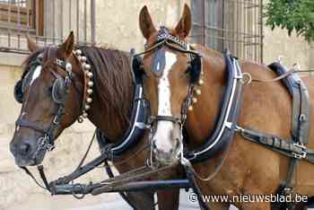 Zeventiger zwaargewond na kwalijke val uit koets: “Levensgevaar intussen geweken”