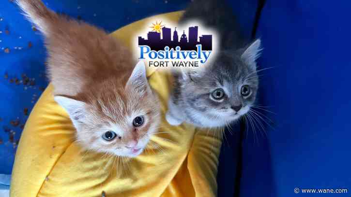 Fort Wayne Animal Care and Control foster families are Positively Fort Wayne
