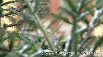 Unbekannte stehlen Christbäume in Landsberg