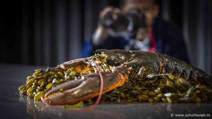 Rijk trekt 1,1 miljoen uit voor studie mossel- en kreeftensterfte