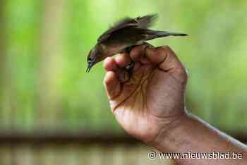 ‘Winter in het Zwin’ biedt extra activiteiten voor het hele gezin tijdens de kerstvakantie