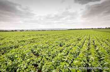 Hülsenfrüchte - EU-Kommission rechnet mit steigenden Erntemengen