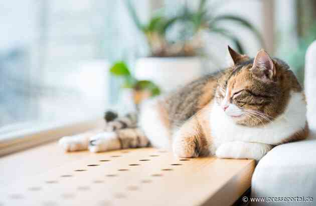 Arthrose bei Katzen: schmerzhaft und doch oft unerkannt