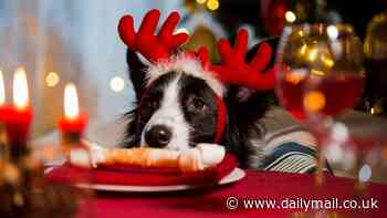 Revealed: The Christmas foods that could make your dog FAT - as vets warn just four pigs in blankets is the equivalent of a whole Xmas dinner for pooches
