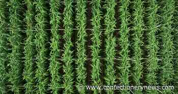 Three new sustainability initiatives transforming the cocoa and sugar sectors