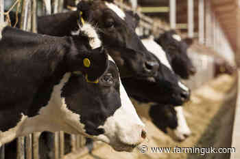 Number of dairy farmers leaving sector starts to slow down