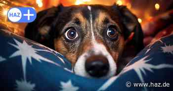 Silvester in Hannover: So schützen Sie Haustiere vor Feuerwerksstress