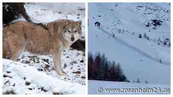 Aufregung an Gebirgspass in Italien: Wölfe toben mitten auf Skipiste – Video löst hitzige Debatte aus