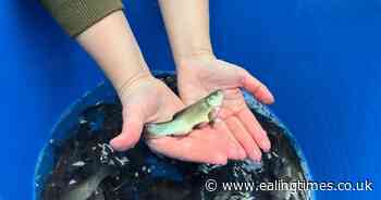 Fish stocks boost to anglers across  Middlesex