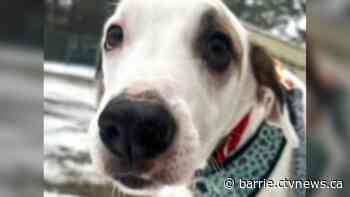 Pup from Brazil seeks forever home for 1st winter in Canada