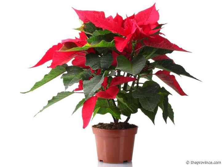 Easiest way to colour the bracts on a poinsettia