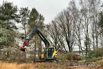Bomen aan vliegveld Zwartberg gekapt: “Om natuur te herstellen”