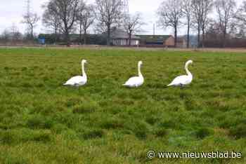 Zwanen die schietpartij overleefden zijn nog steeds op post: “We houden alles in de gaten”