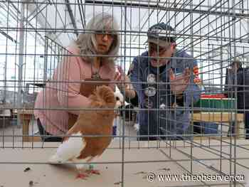 Pigeon keepers show off their best in Sarnia