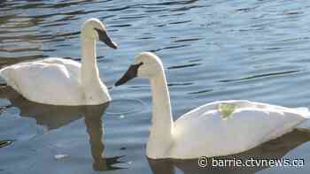Trumpeter swan found dead in Wye River of unknown causes